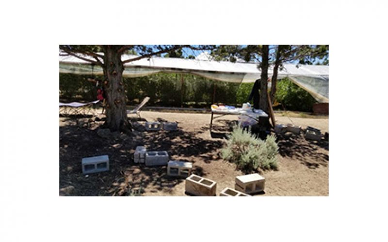 Major marijuana bust in Siskiyou County announced