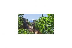 6,788 marijuana plants confiscated in two week operation