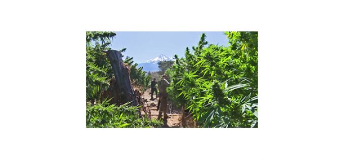 6,788 marijuana plants confiscated in two week operation