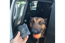 Man with a warrant out for his arrest fails to elude deputy