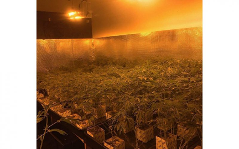 You You Kou cited for 2,400 marijuana plants