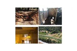 Two search warrants net 4151 marijuana plants and 43 pounds of processed weed