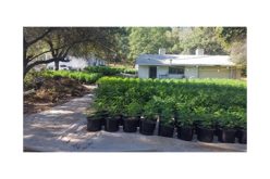 Chung Chan from Texas operates illegal grow site in Yuba County