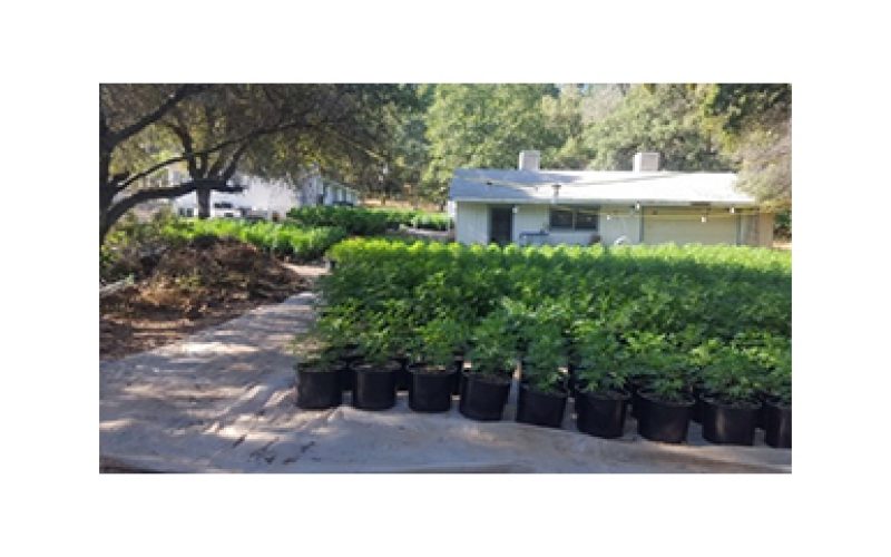 Chung Chan from Texas operates illegal grow site in Yuba County