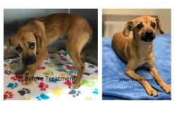 Hollister Police: Man throws puppy to ground, arrested for felony animal cruelty