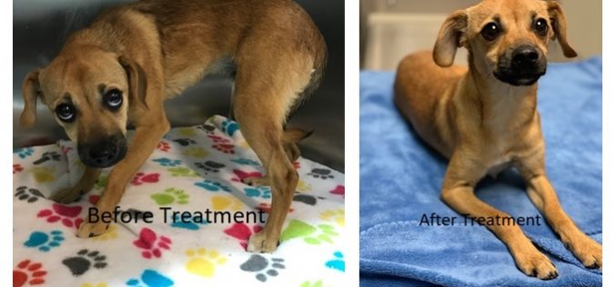 Hollister Police: Man throws puppy to ground, arrested for felony animal cruelty