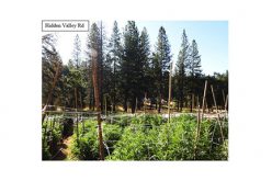 Three search warrants in Two days leads to Marijuana Grow Site eradication