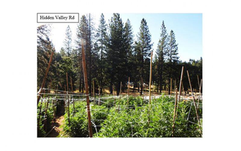 Three search warrants in Two days leads to Marijuana Grow Site eradication