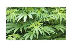Trespasser cultivating marijuana on private property
