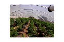 20 marijuana plot sites searched in one day, 2,500 plants eradicated