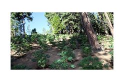 11,000 Marijuana plants destroyed in raid