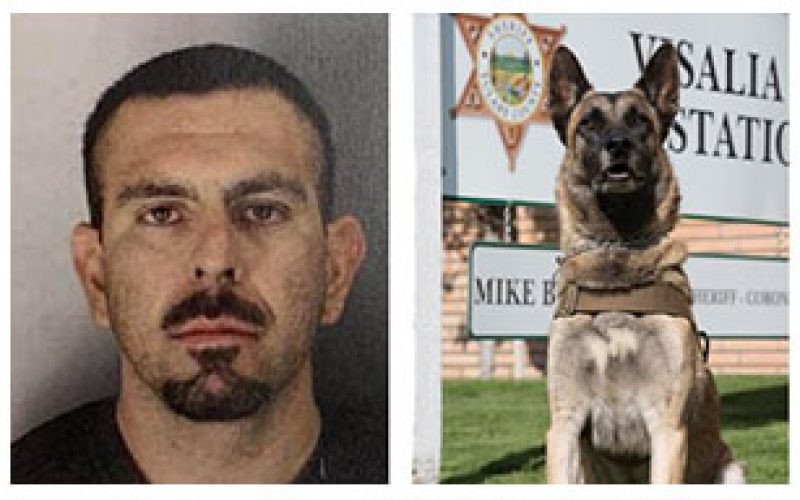 K9 Deputy Shot by Undercover Detective During Arrest of Wanted Suspect