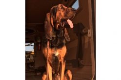 K-9 Banshee responds to burglary-in-progress in Merced