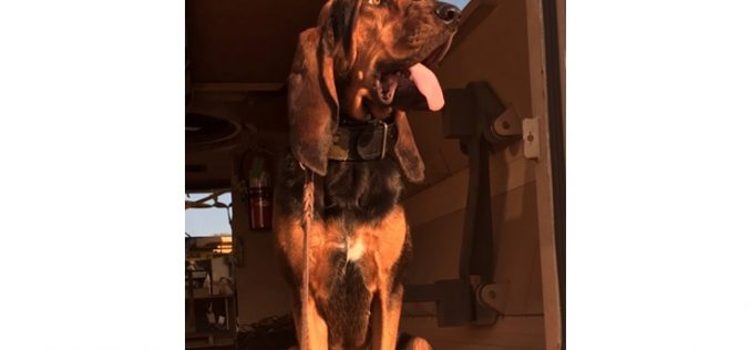 K-9 Banshee responds to burglary-in-progress in Merced