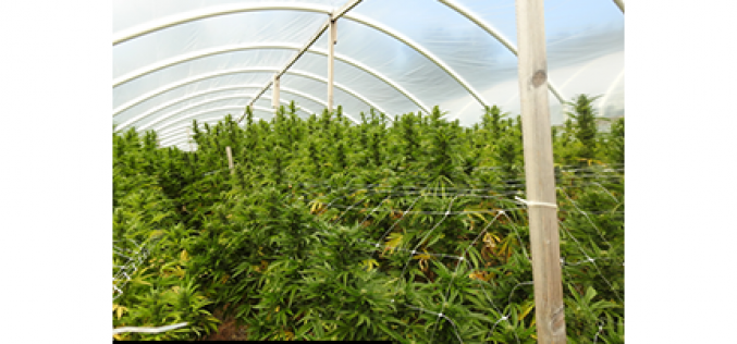 Over 4,000 Marijuana Plants Eradicated in Sheep Ranch