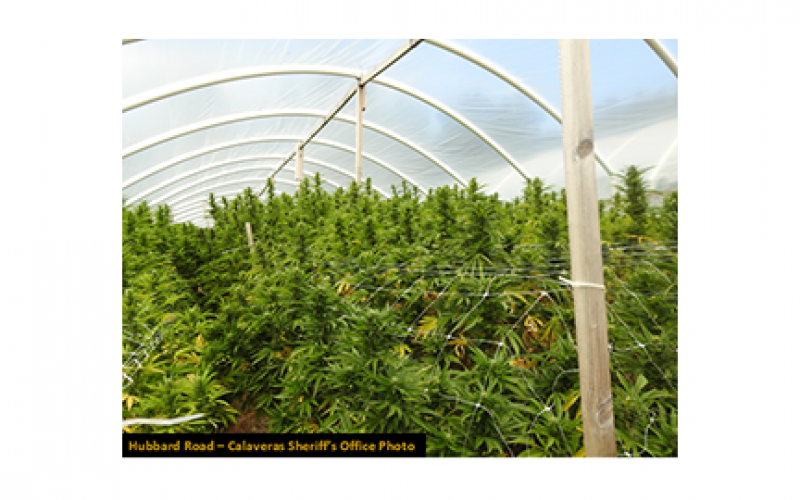 Over 4,000 Marijuana Plants Eradicated in Sheep Ranch