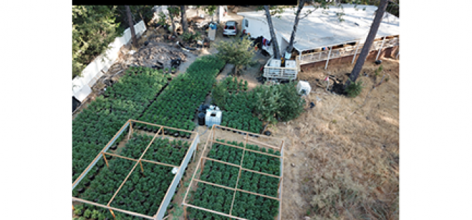 Five Illegal grow sites busted in four days