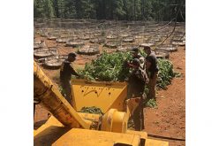 Several Illegal Marijuana Grow Operations Raided Near Susanville