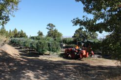 Lassen County authorities eradicate three illegal marijuana cultivation sites