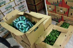 CBP confiscates marijuana found in shipments of jalapeño peppers