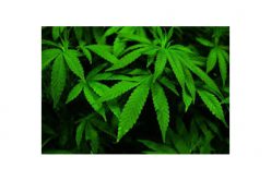 Men Arrested for Armed Robbery of 10 Pounds of Cannabis