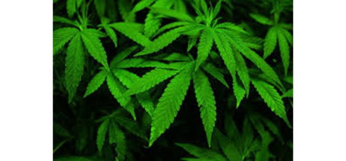 Men Arrested for Armed Robbery of 10 Pounds of Cannabis