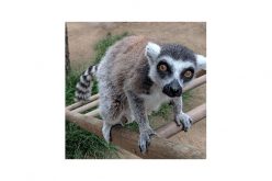 Man Brings on the FBI plus Federal Prison Time for Stealing Zoo’s Endangered Ring-Tailed Lemur