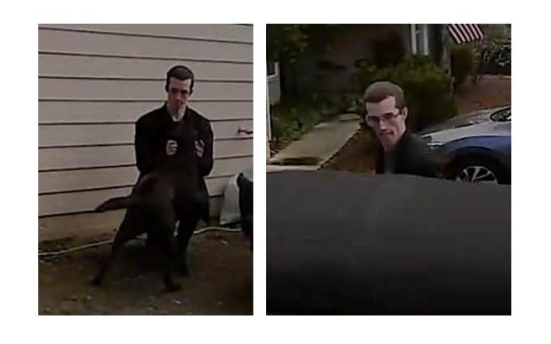 El Dorado Sheriff seeking suspect in dognapping case