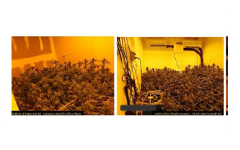 No arrests made in discovery of marijuana grow house