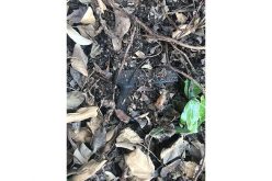 Arrests for firearm by active criminal street gang members