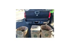 Trimmings and buds, and a loaded gun