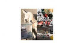 Driving around, selling drugs, with an expired registration