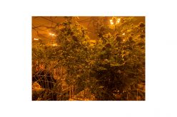 Man Arrested for Growing About 1500 Marijuana Plans, Stealing Electricity