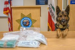 CHP K-9 discovers drugs during enforcement stop; driver arrested