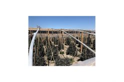 Three illegal grow sites on one property