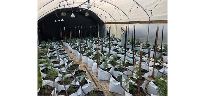 Man ‘shelters in place’ at grow site