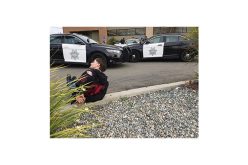 Three stolen vehicles, three arrests