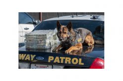 K9 Beny and his handler spot $600,000 in car