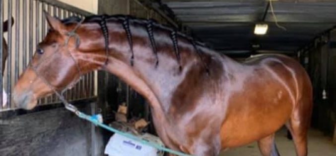 Chowchilla Horse Trainer Arrested for Animal Cruelty