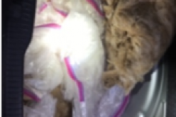 Border Patrol Agents Seize Dangerous Drugs