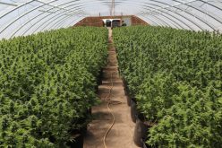 Sheriff’s Office, Allied-Agency Partners Seize 5,191 Illicit Marijuana Plants