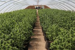 Sheriff’s Office, Allied-Agency Partners Seize 5,191 Illicit Marijuana Plants