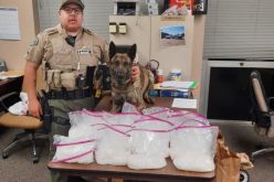 K9 Deputy Tex Finds 20 Pounds of Drugs During Traffic Stop