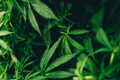 Marijuana grow operator accused of holding worker for ransom