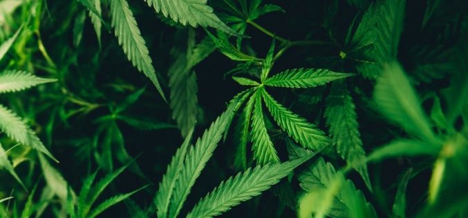 Discovery of man’s body leads to investigation of multiple illegal marijuana grow sites; five arrested