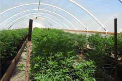 Calaveras County Sheriff’s Marijuana Enforcement Team Activity