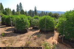Another Calaveras Marijuana Team Recap in July