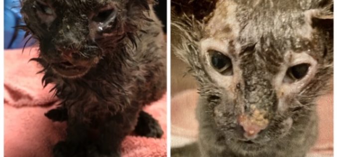 Animal Control Seeks Information in Suspected Animal Abuse Case