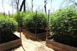 4 grow sites raided, 1 arrest, 2 citations