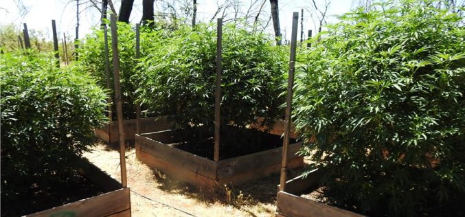 4 grow sites raided, 1 arrest, 2 citations